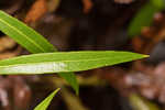 Arkansas ironweed